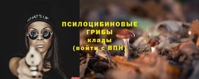 Псилоцибиновые грибы Psilocybe  Белоярский 